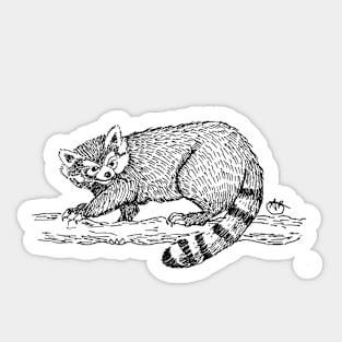 Racoon watching from upon high Sticker